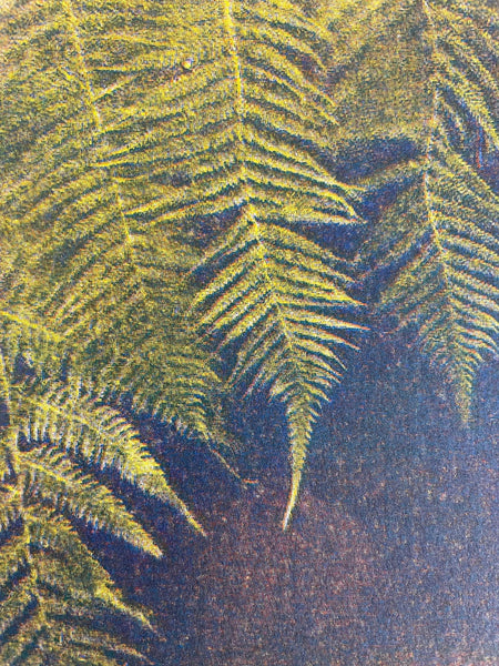 Ferns Against Botanical Window Print