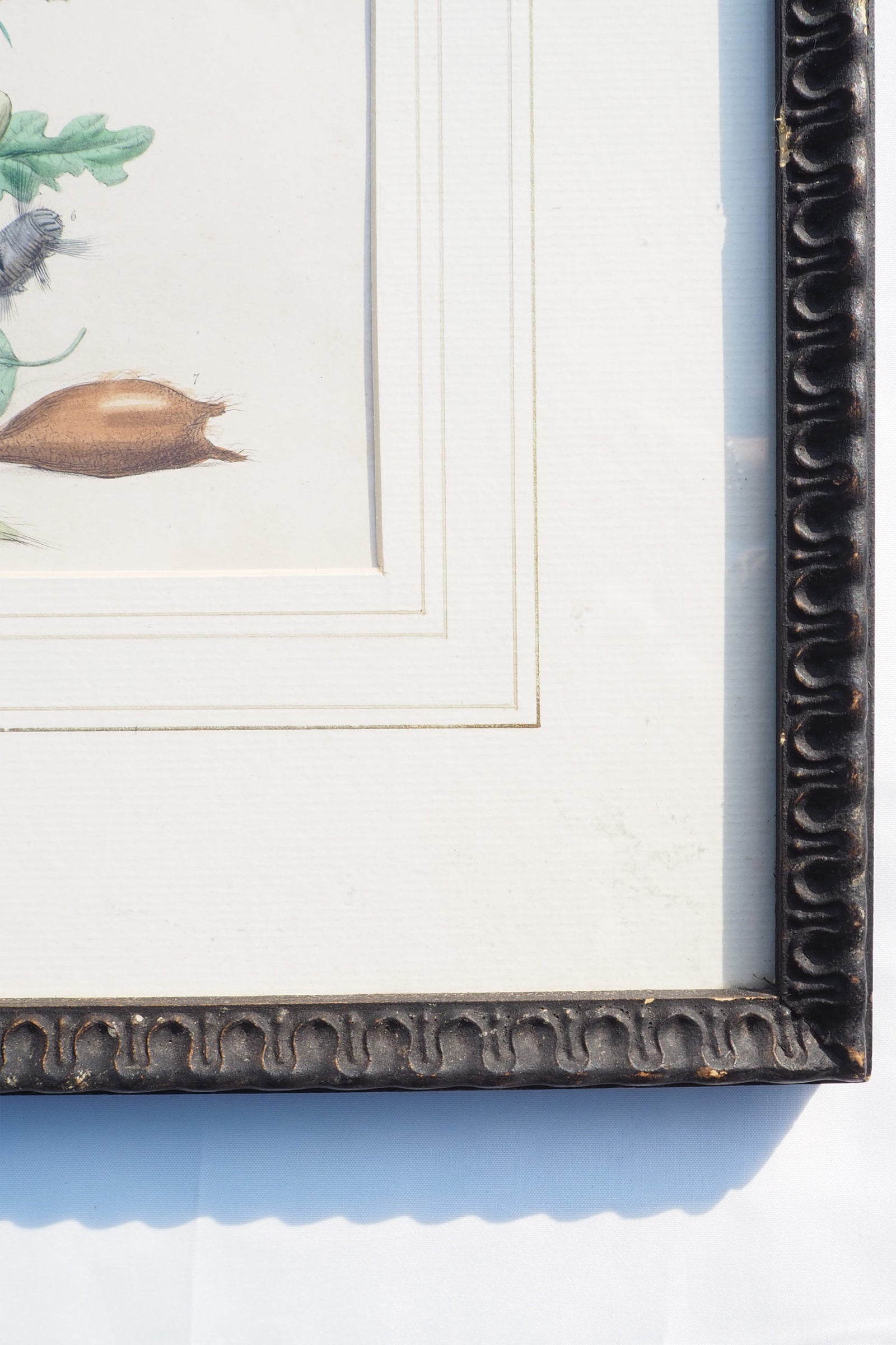 Antique Moths Framed Illustration