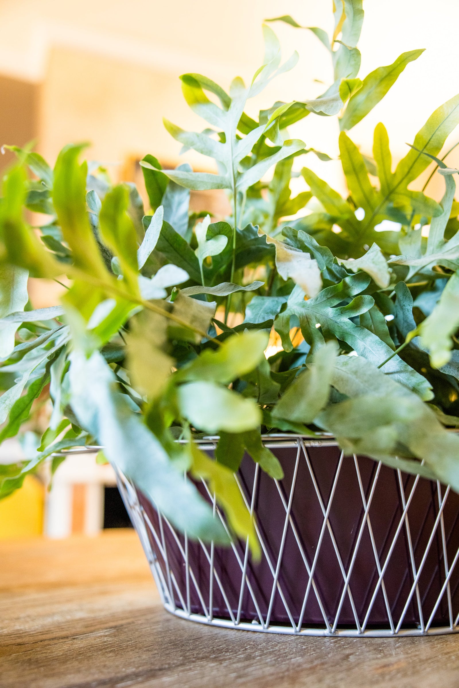 Wire Basket Planter| Aubergine & Silver