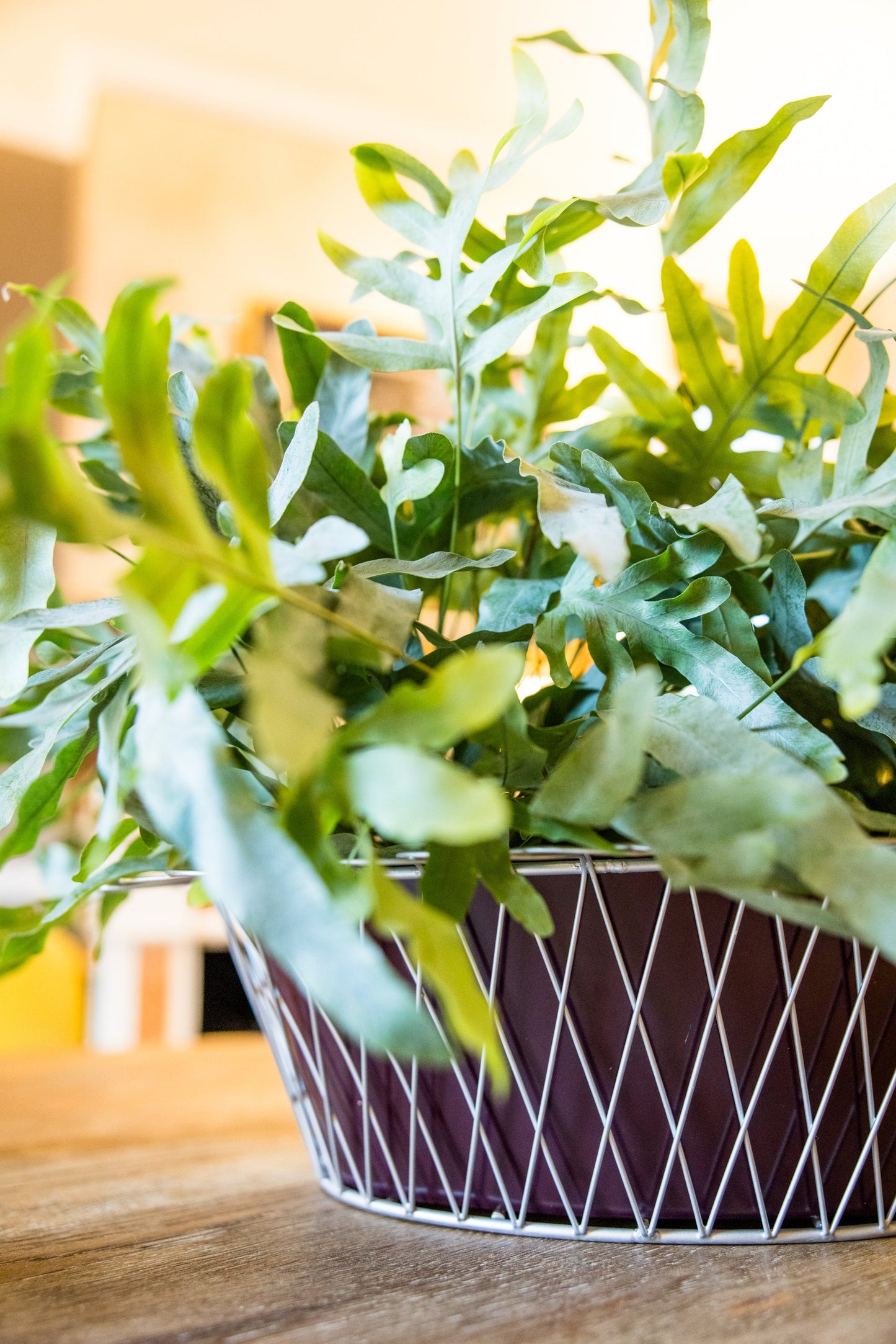 Wire Basket Planter| Aubergine & Silver