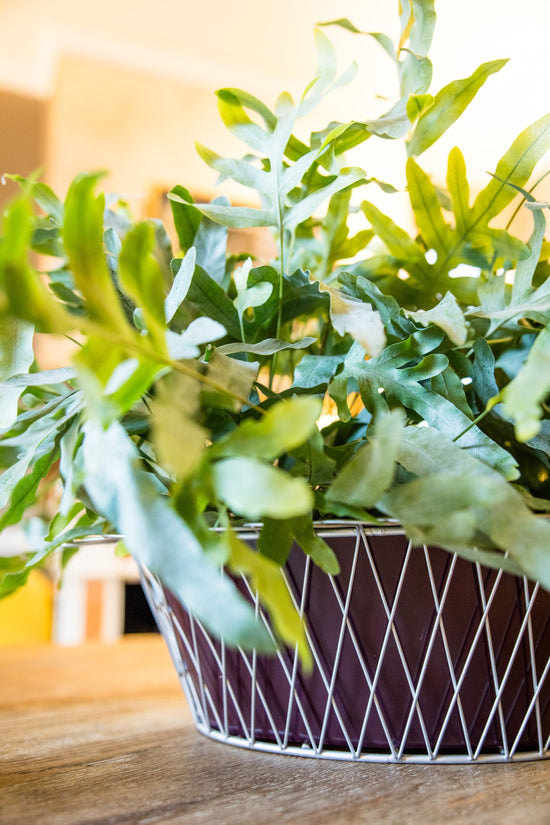 Wire Basket Planter| Aubergine & Silver