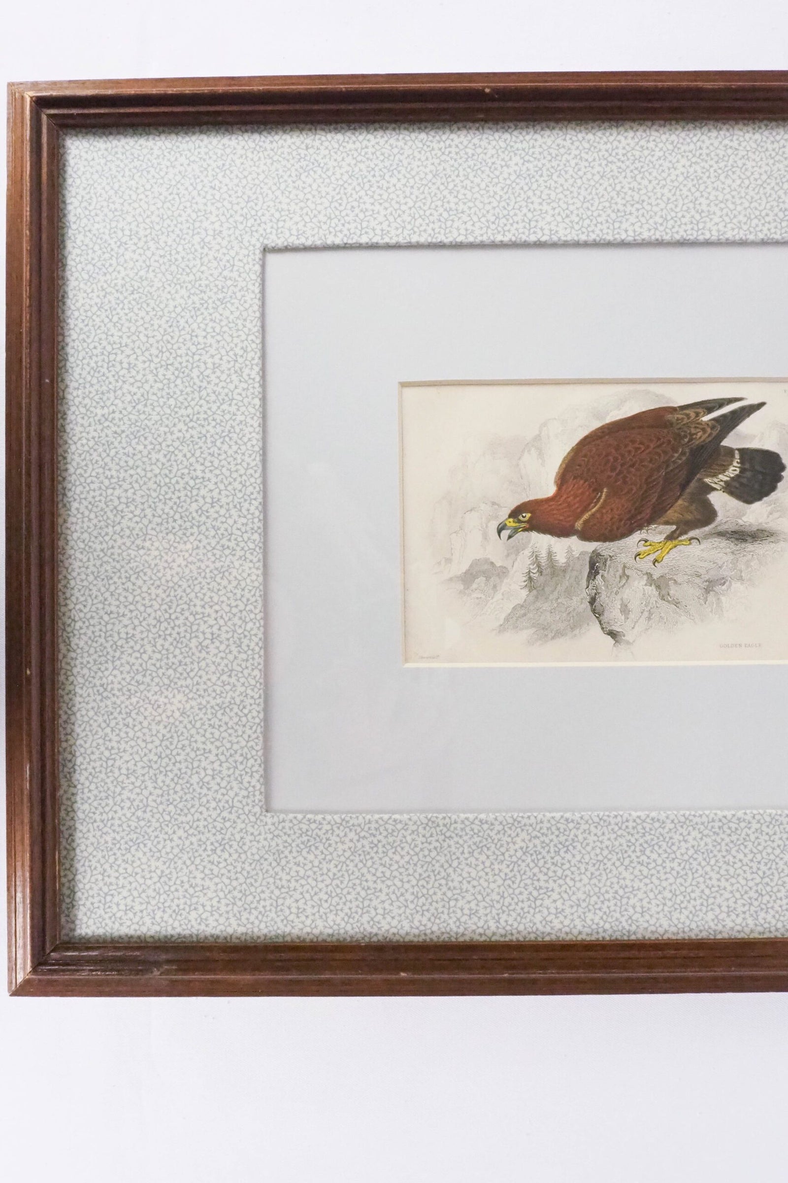 Framed Antique Eagle Print