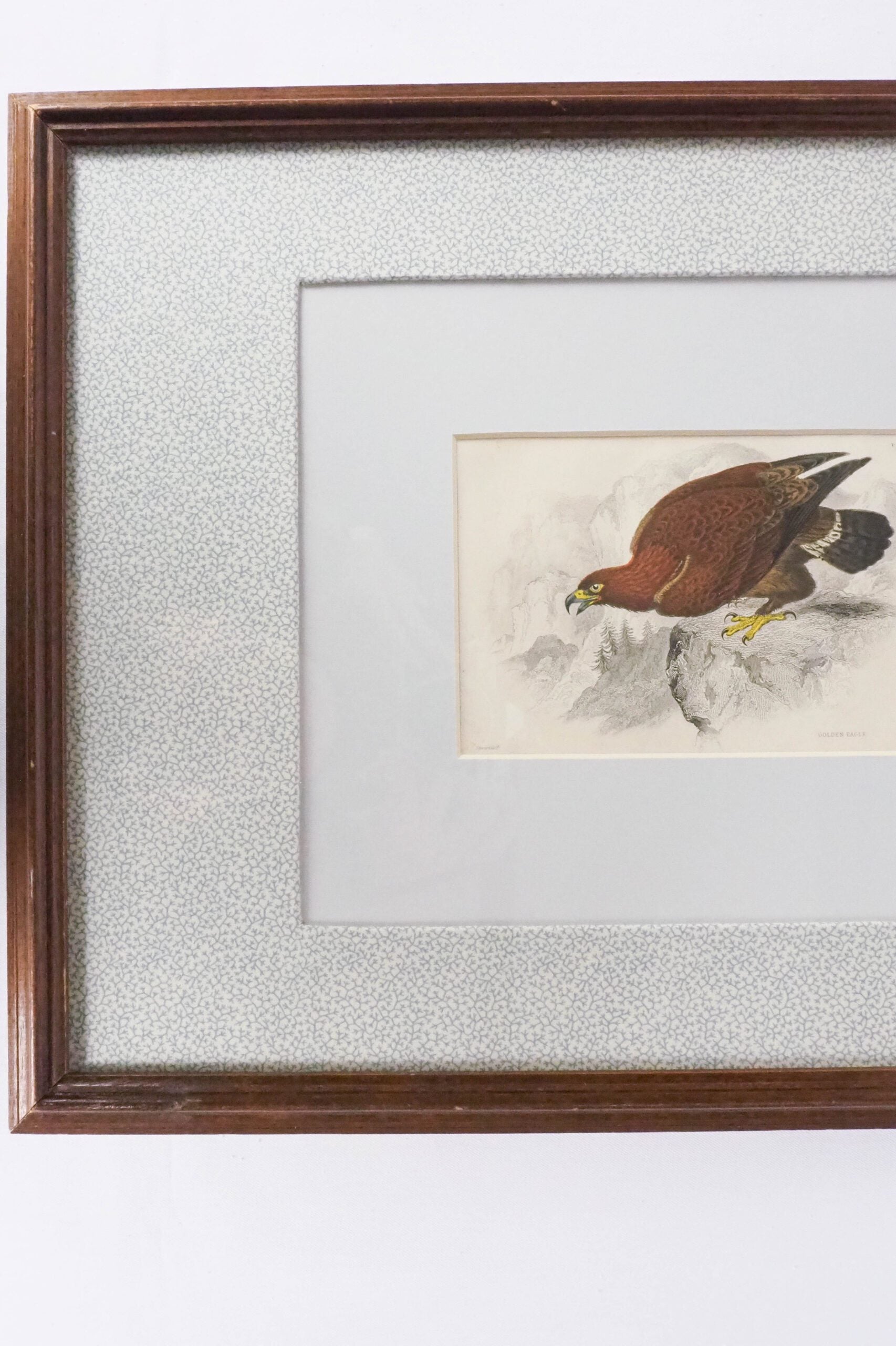 Framed Antique Eagle Print