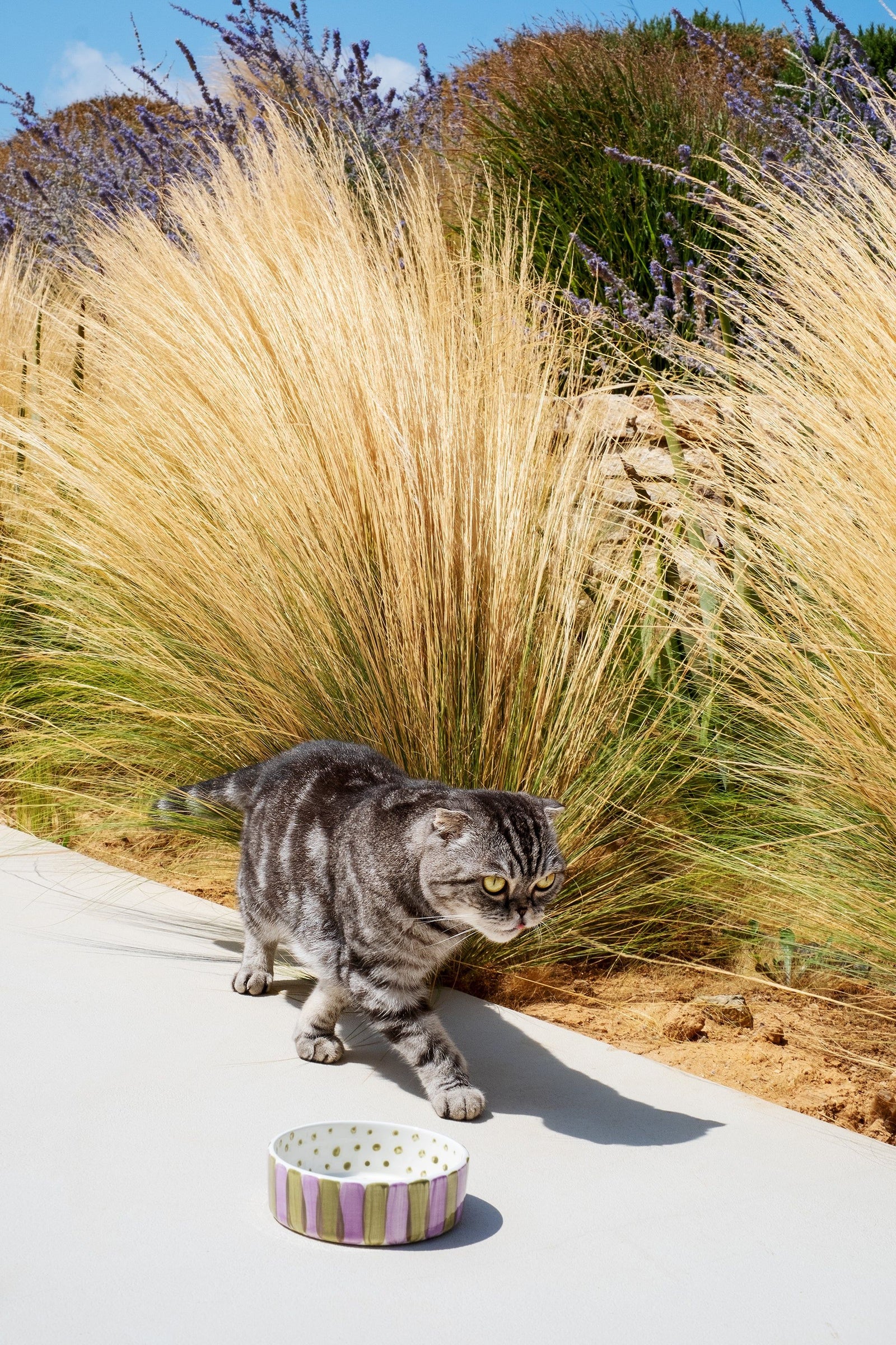 Olive On Purple Striped Pet Bowl
