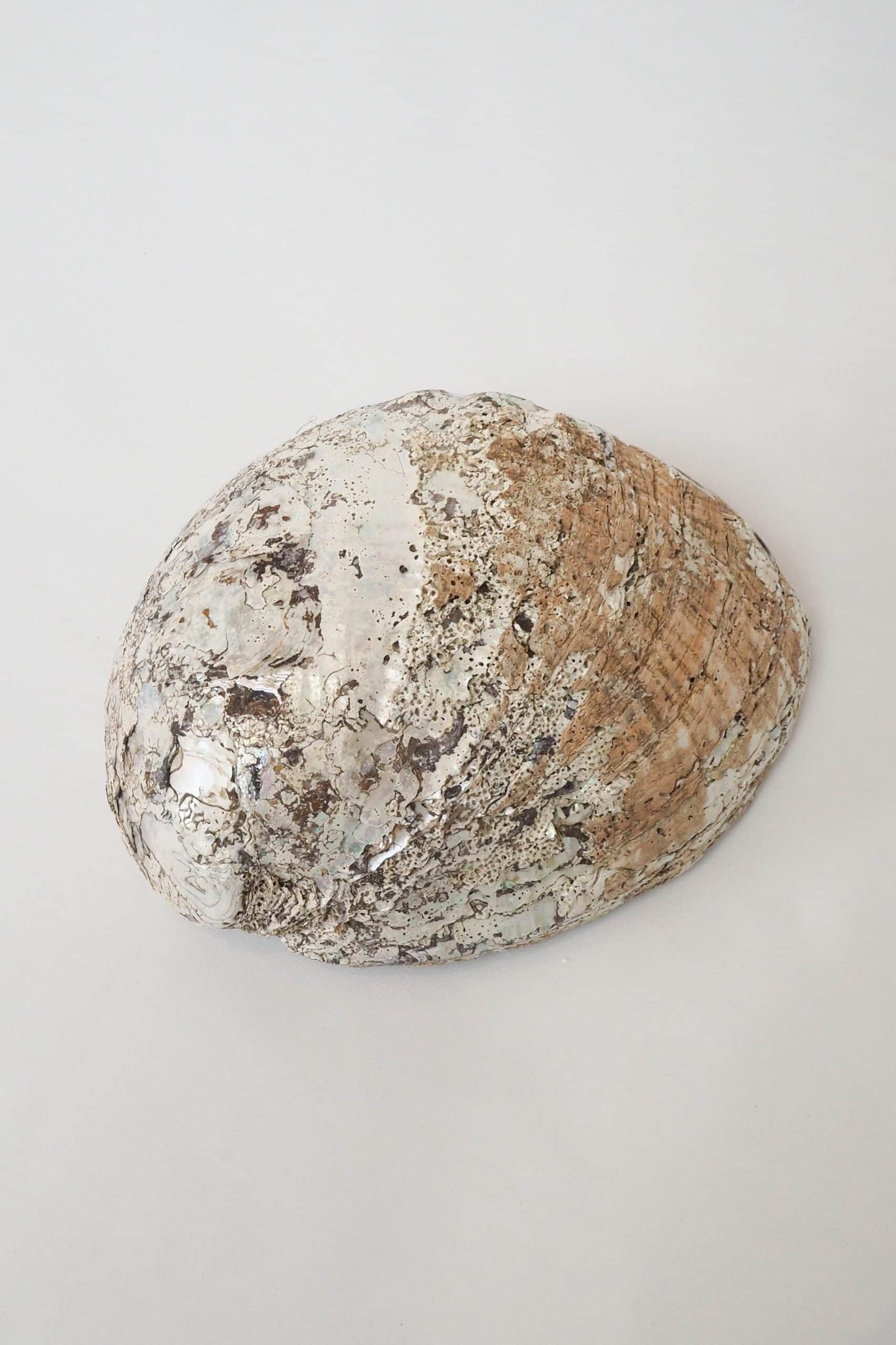 Extra Large Vintage Shell