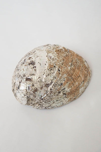 Extra Large Vintage Shell
