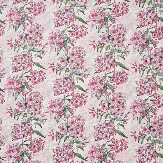 Pink Phlox Rows Wallpaper