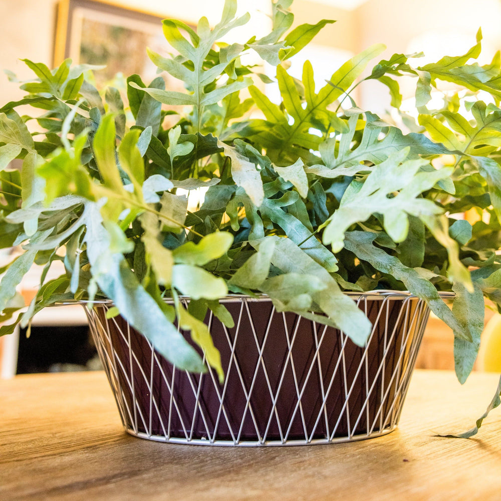 Wire Basket Planter| Aubergine & Silver