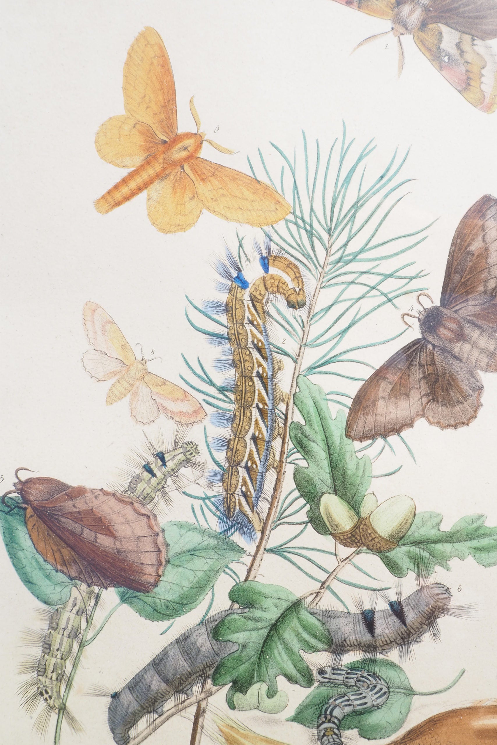 Antique Moths Framed Illustration