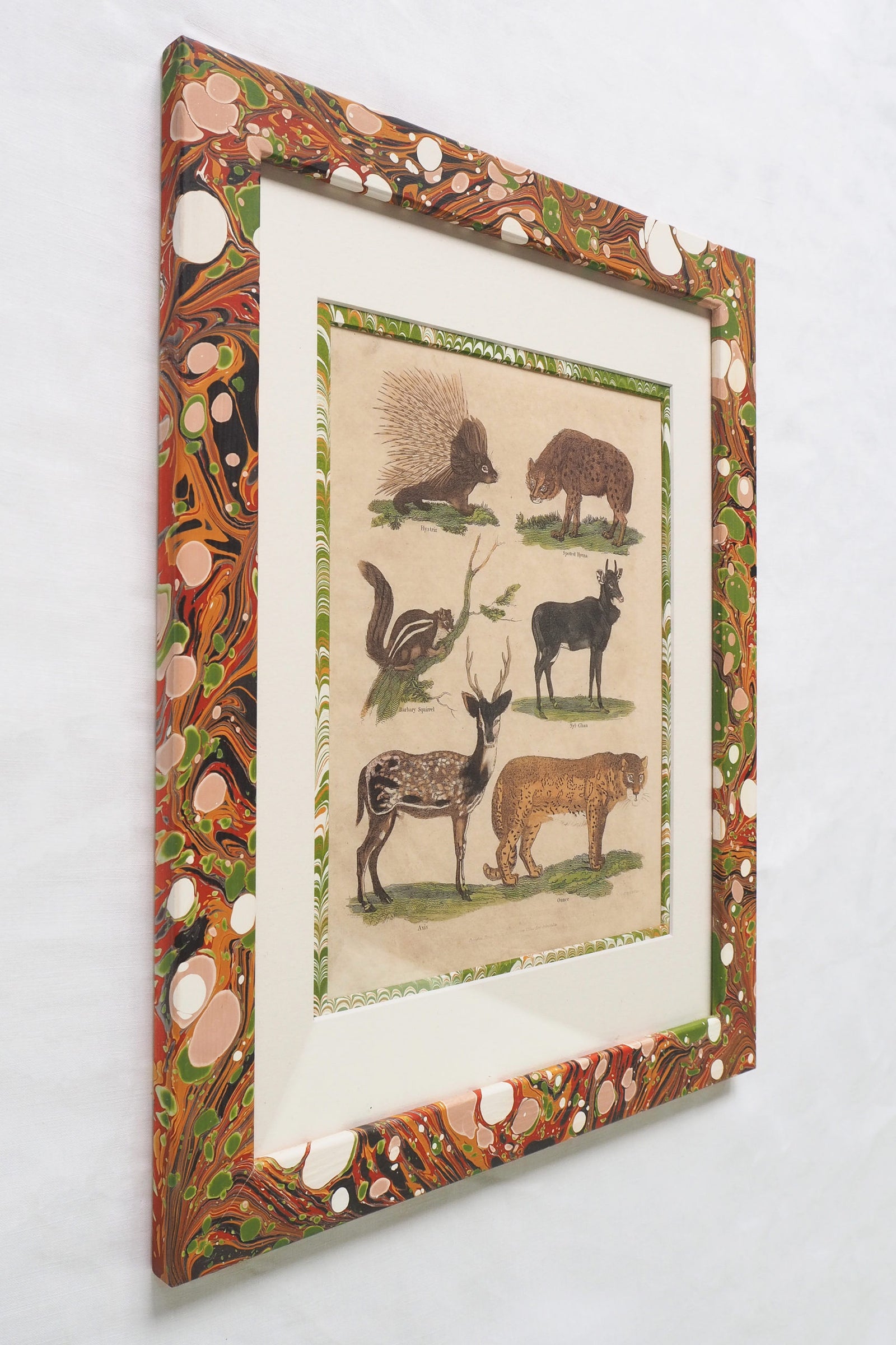 Buffon No.24 Igneus Framed Print