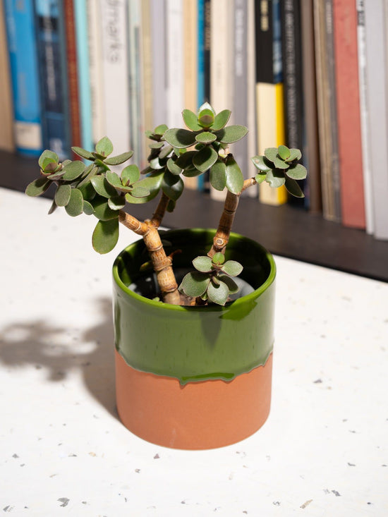 Drip Ceramic Planter Large - Rich Green T