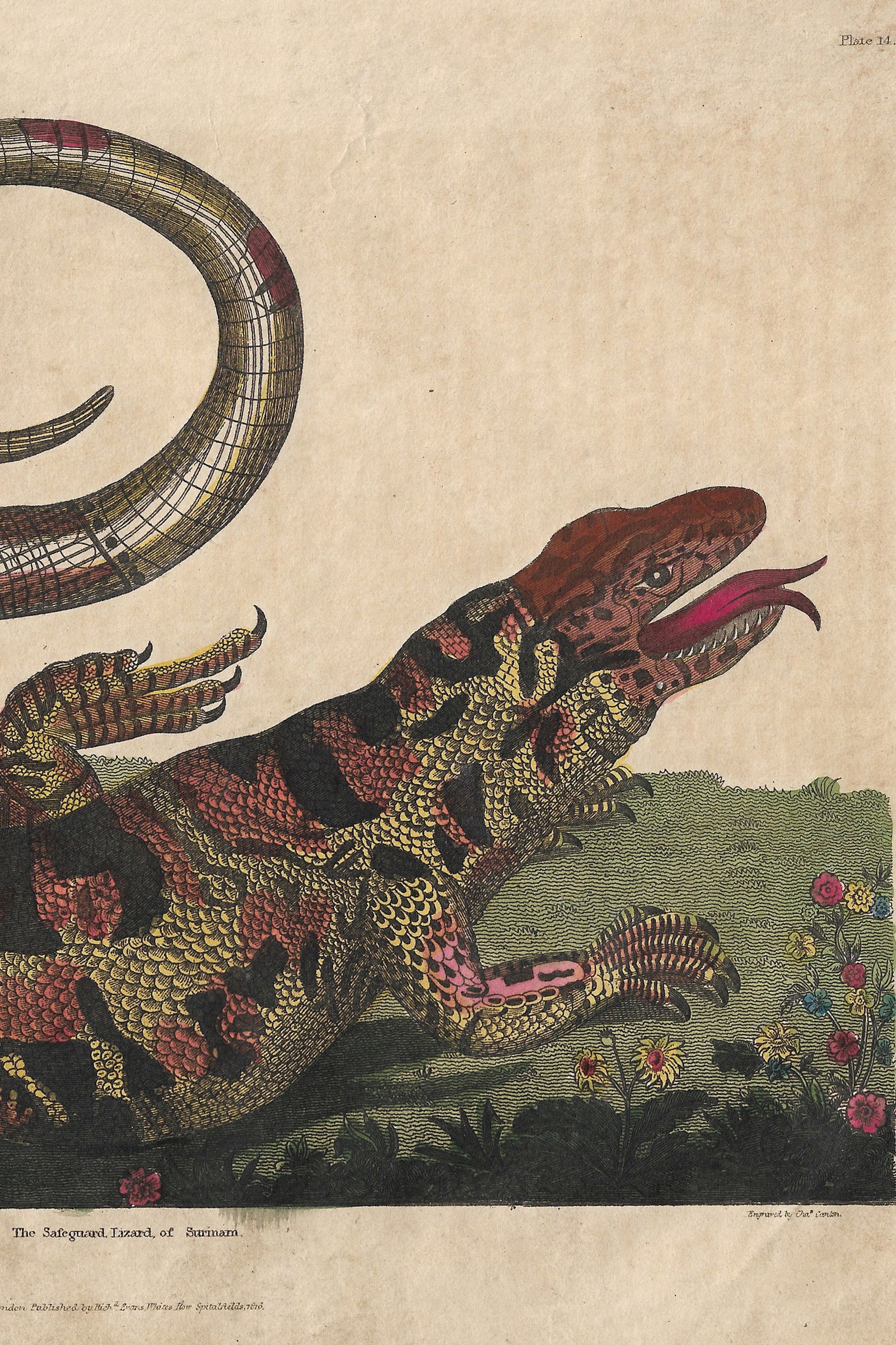 Buffon No.14 Igneus Framed Print