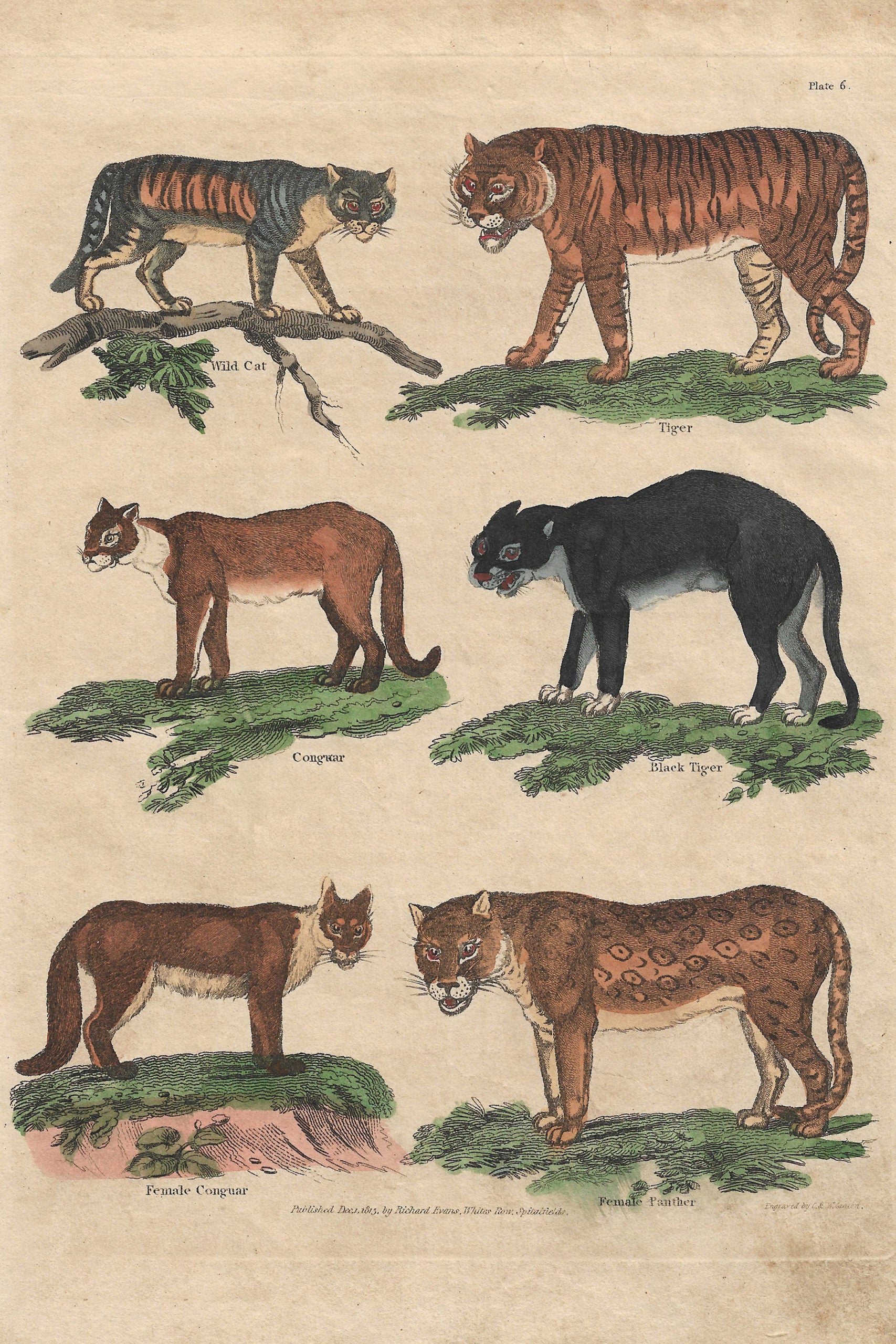 Buffon No.6 Igneus