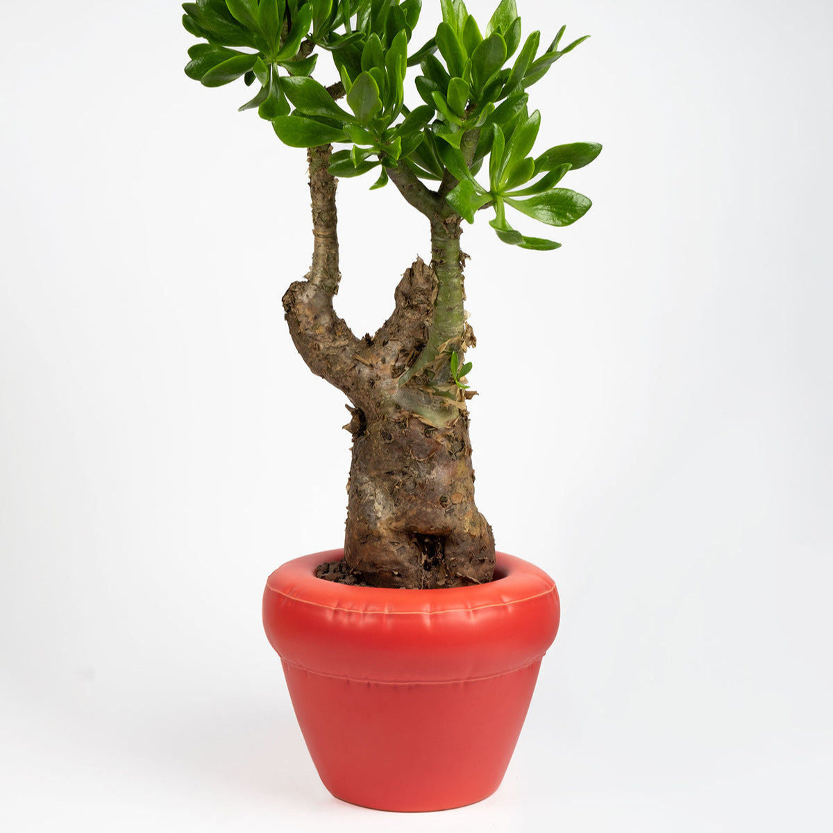 Planter 'PIERRE' Coral