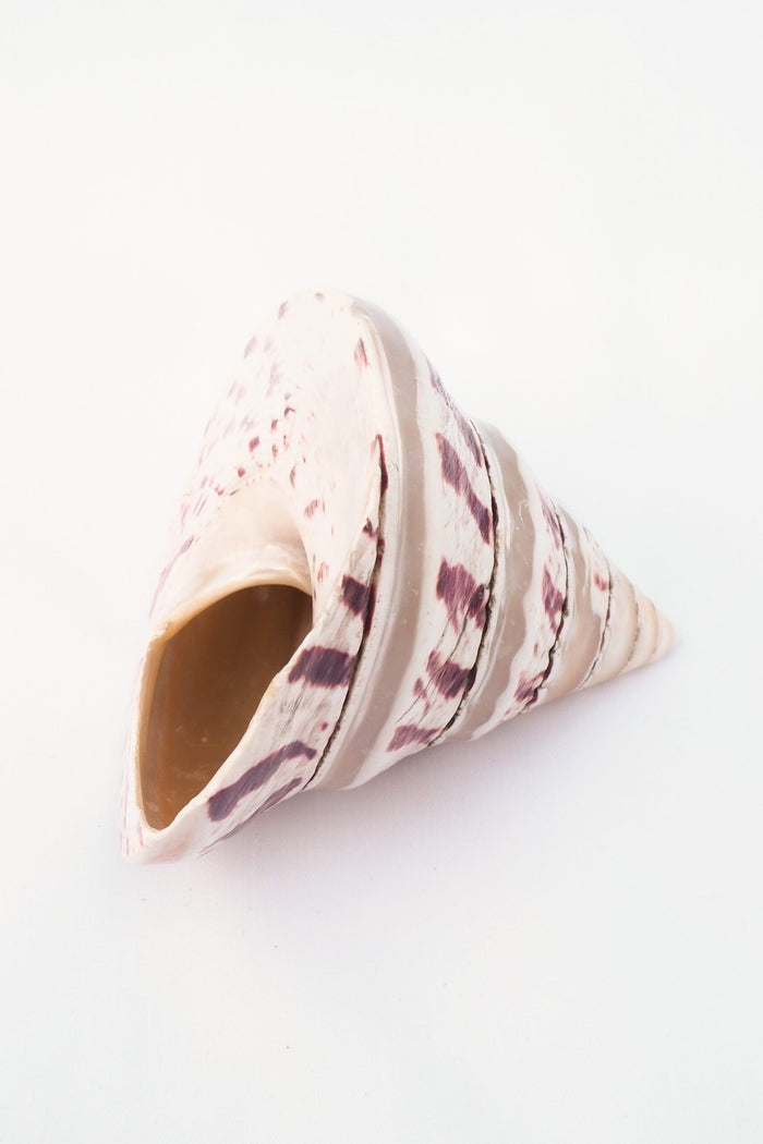 Large Vintage Shell