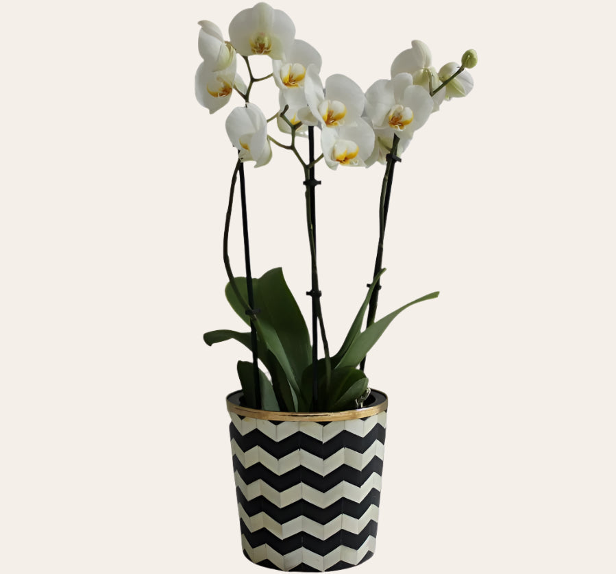 Round Inlay Planter | Medium | Black | Chevron