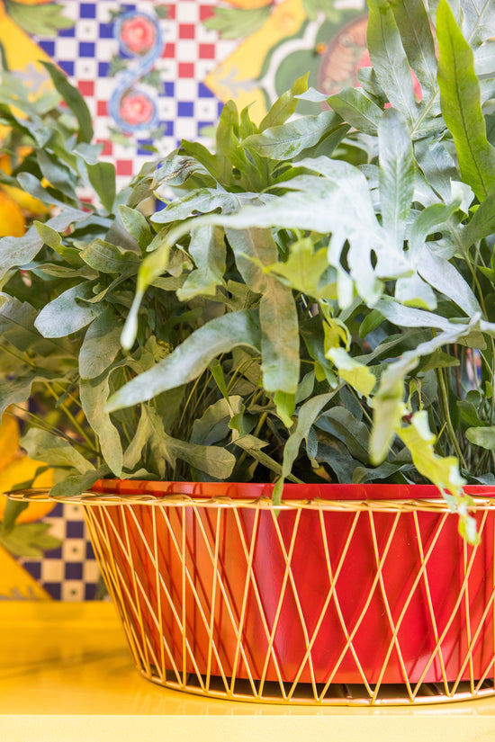 Wire Basket Planter | Cherry Red & Gold