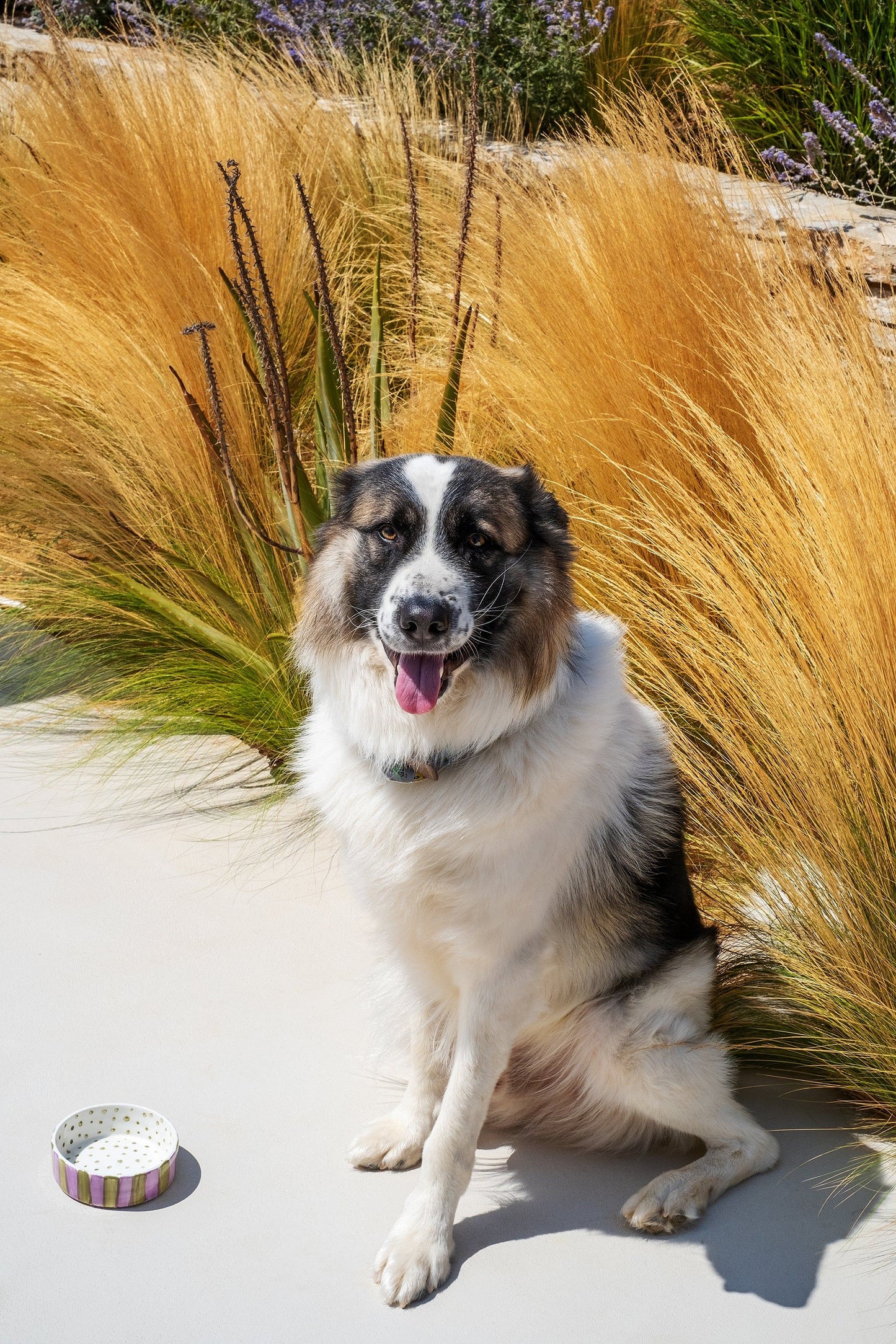 Olive On Purple Stripes Pet Bowl