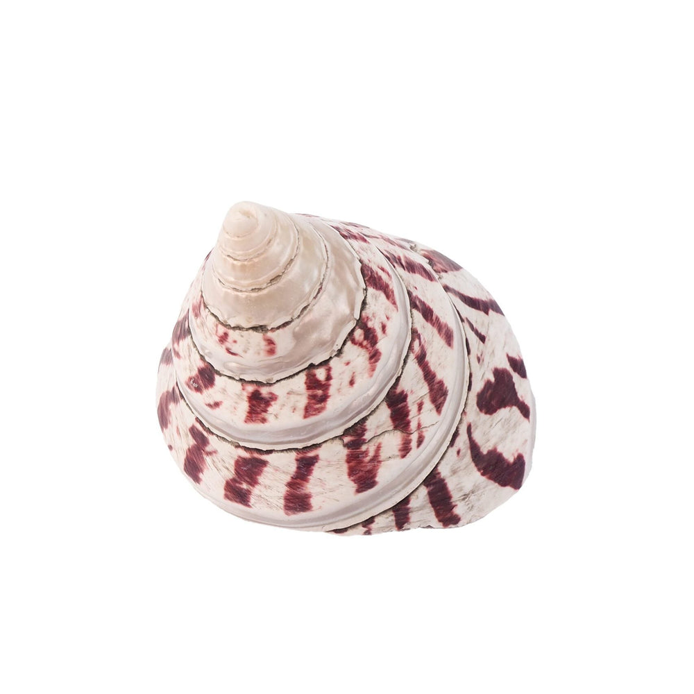 Large Vintage Shell