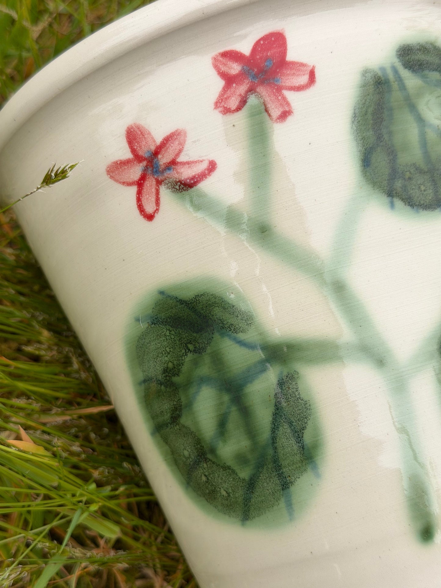 Pelargonium Large Pot - #15