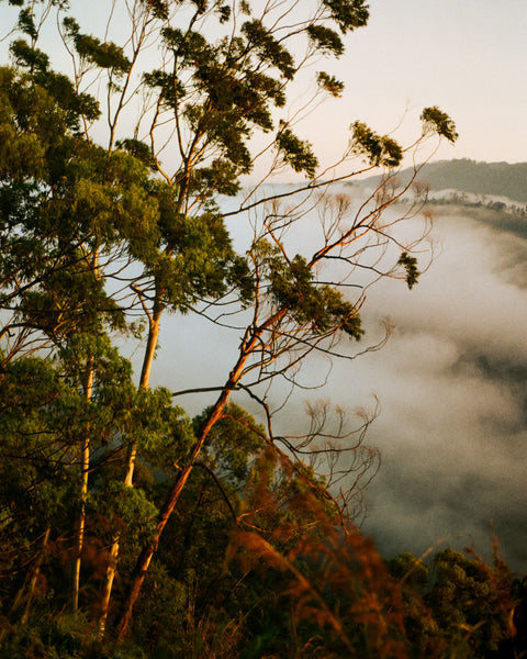 Mountain Trees At Sunrise Print