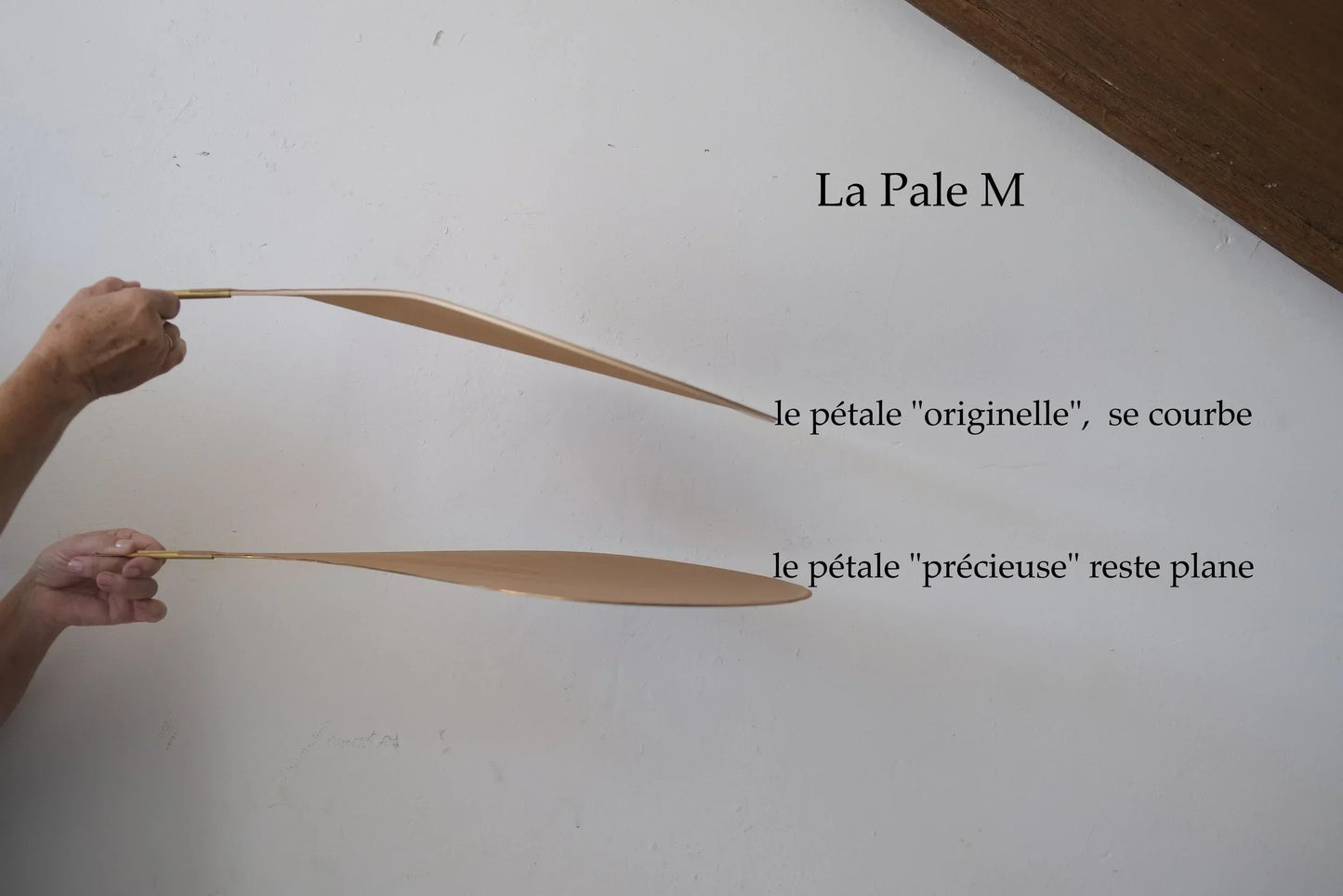 pétales M.jpg