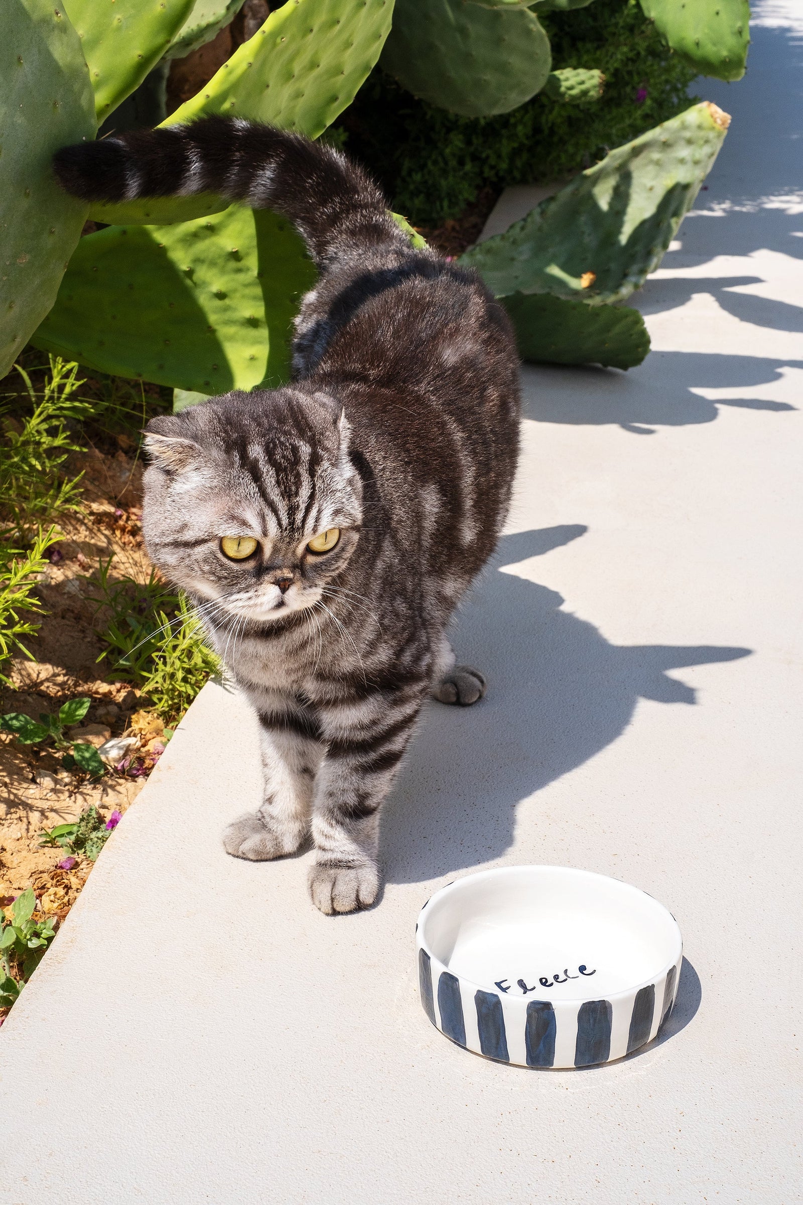 Handmade ceramic cat bowl with black and white stripes, made in Athens by Rhea Kalo