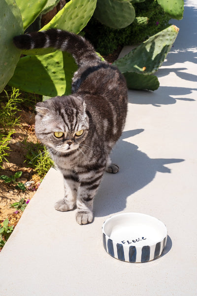 Handmade ceramic cat bowl with black and white stripes, made in Athens by Rhea Kalo