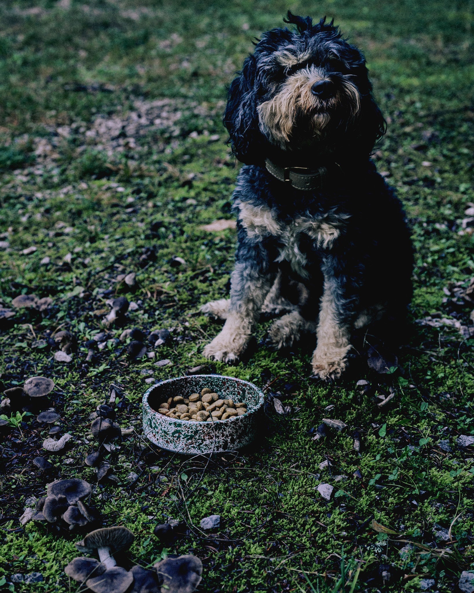 Handmade ceramic pet bowl with splatter pattern, made in Athens by Rhea Kalo