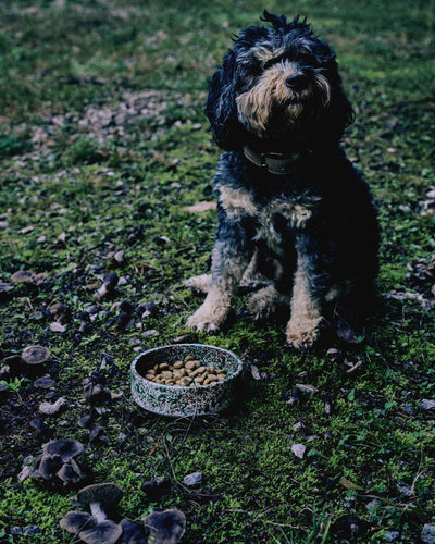 Handmade ceramic pet bowl with splatter pattern, made in Athens by Rhea Kalo