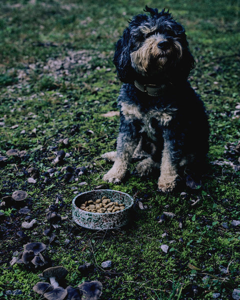 Handmade ceramic pet bowl with splatter pattern, made in Athens by Rhea Kalo