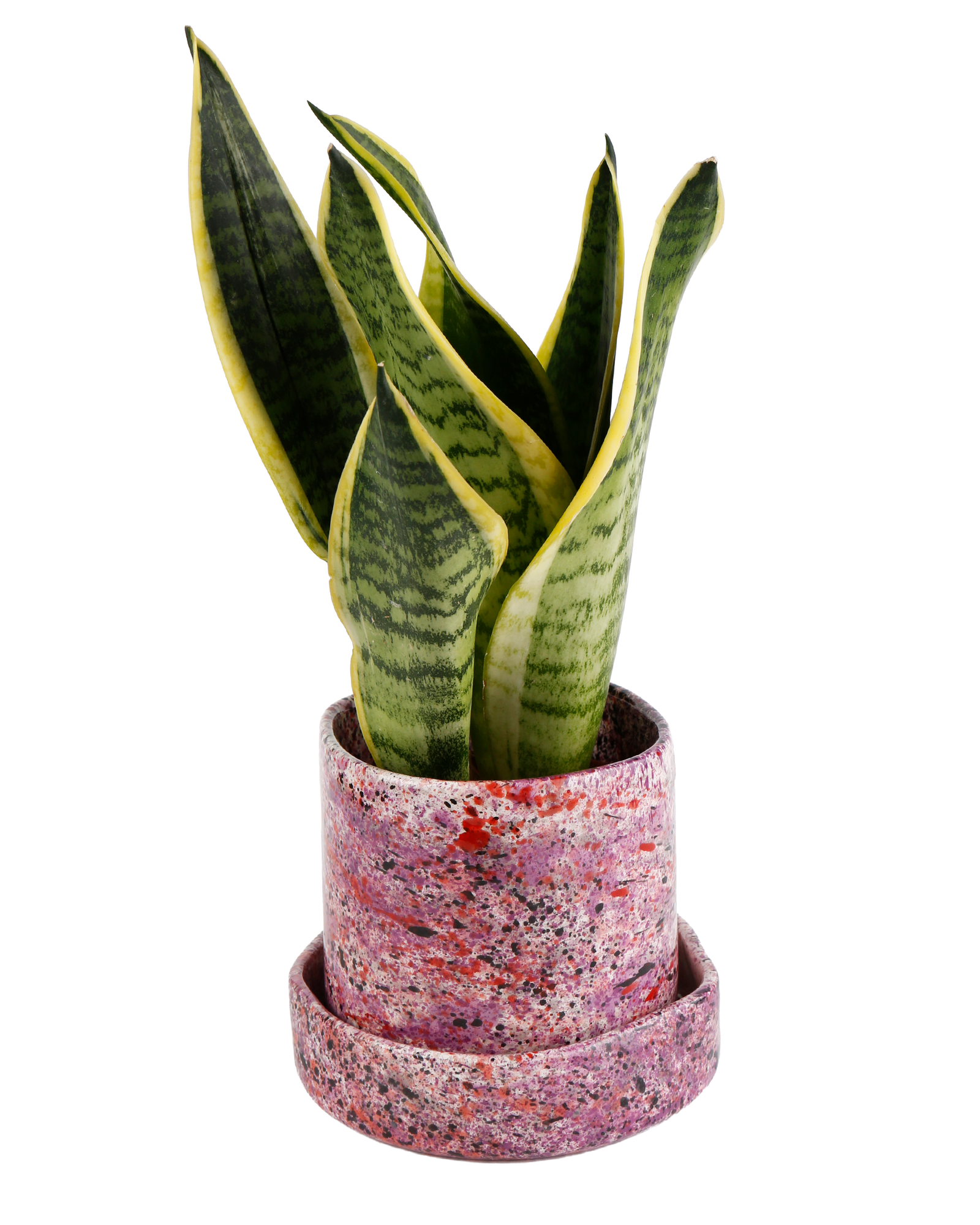 Black Rose Splatter Planter