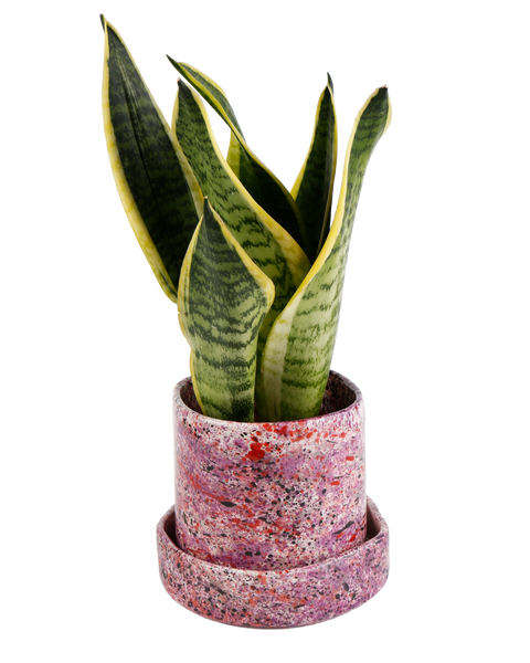 Black Rose Splatter Planter