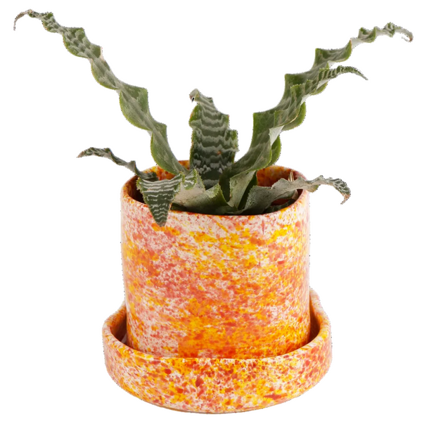 Chamomile Splatter Planter