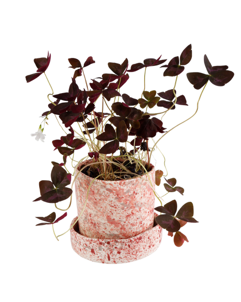 Hibiscus Splatter Planter