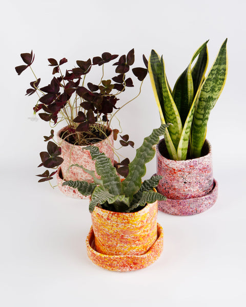 Hibiscus Splatter Planter