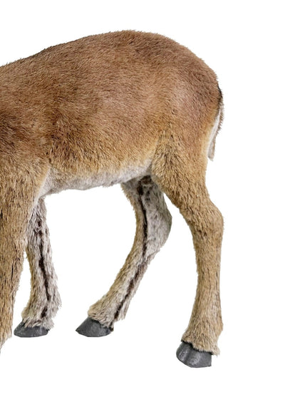 Peaceful Grazer: Brown Deer -A Pair