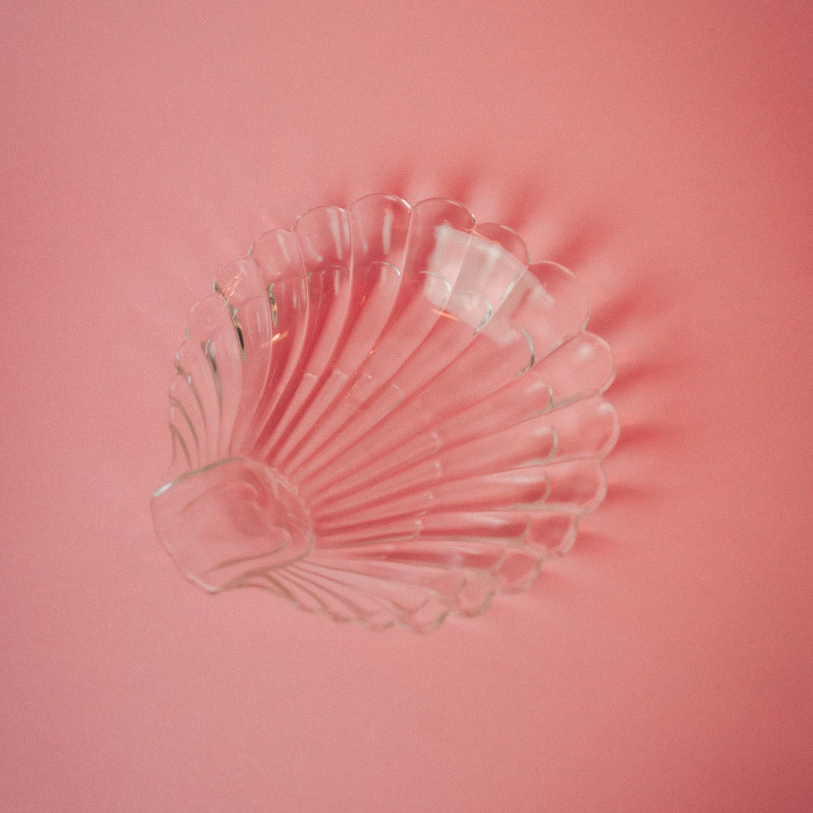 Shell Dish