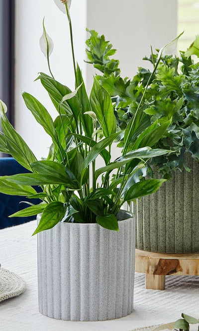 Speckled Stone Indoor Plant Pot - Casa by Josephine Jenno