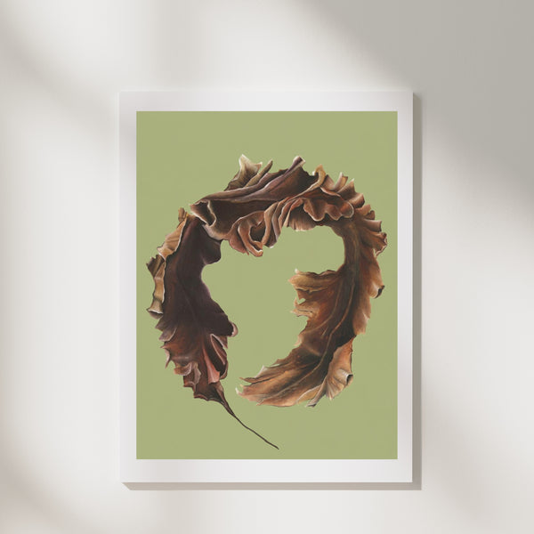 Sugar Kelp Fine Art Print
