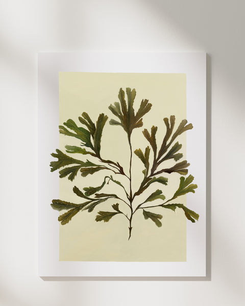 Serated Wrack Fine Art Print