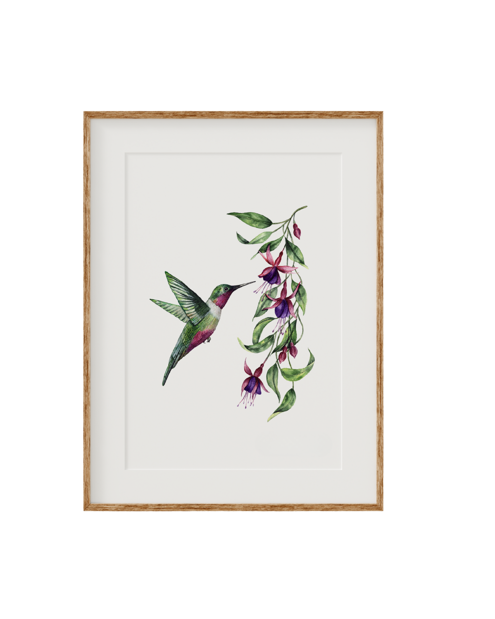 Hummingbird Fine Art Print