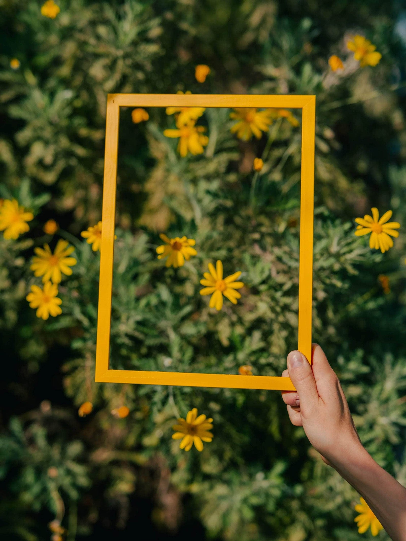 Naples Yellow Solid Wood Frame