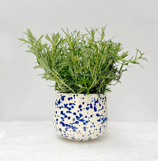 Load image into Gallery viewer, Indoor Planter Blueberry
