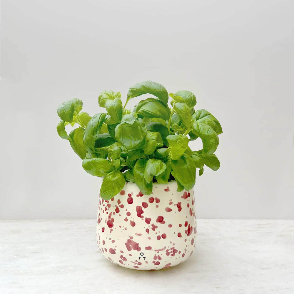 Indoor Planter Cranberry