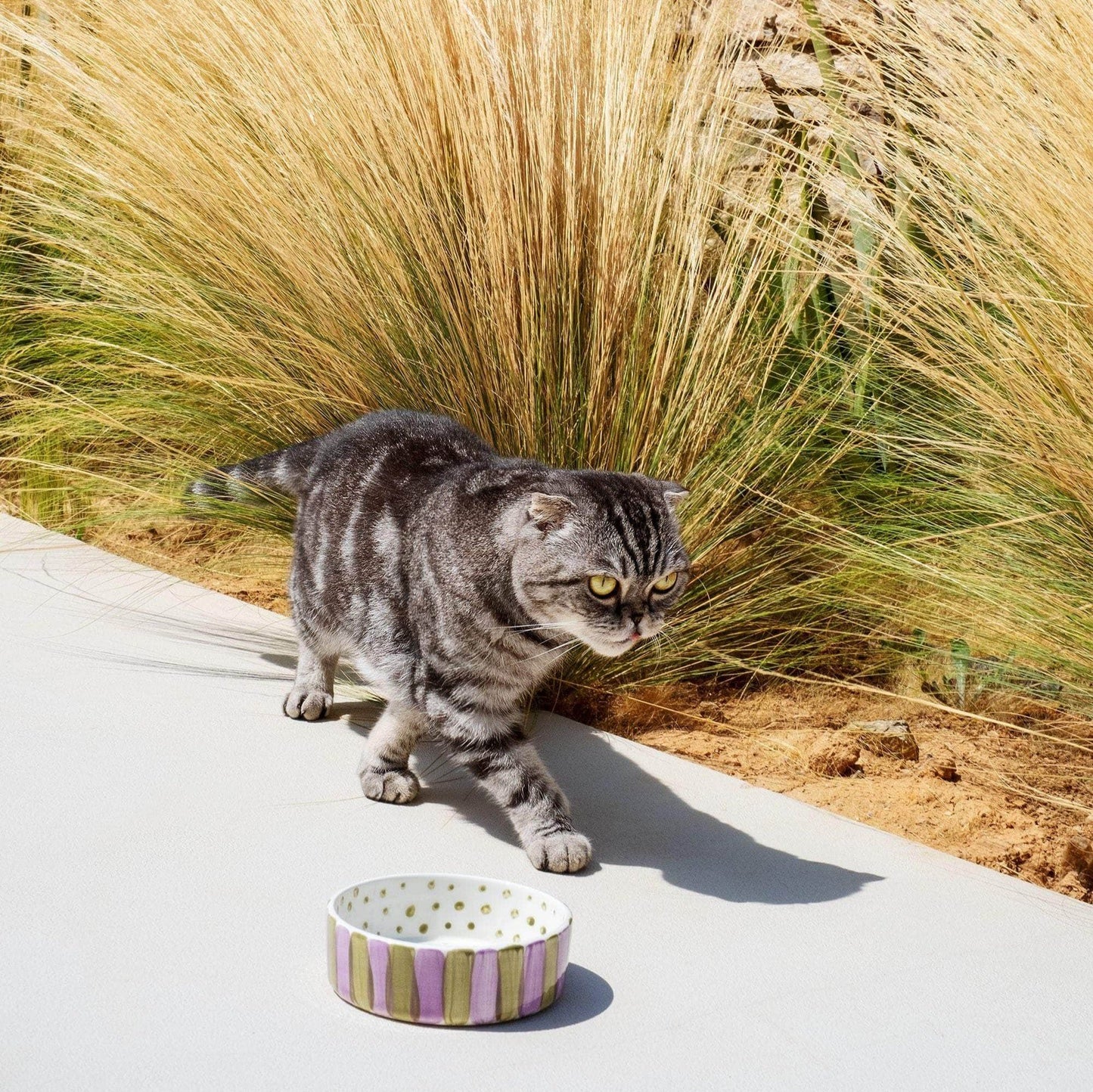 Olive On Purple Striped Pet Bowl