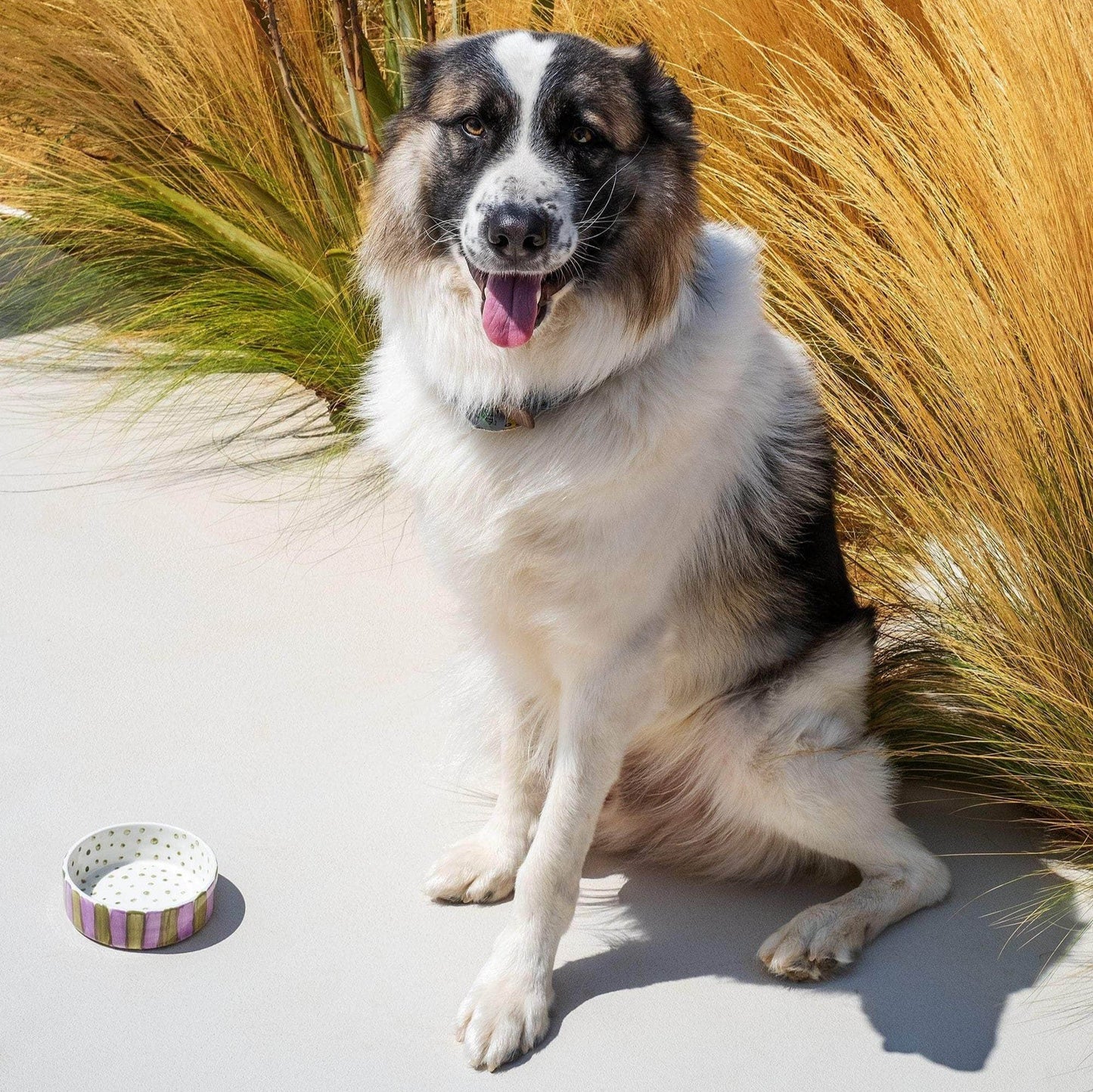 Olive On Purple Stripes Pet Bowl