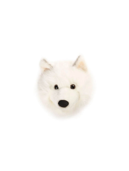 Lucy the white wolf