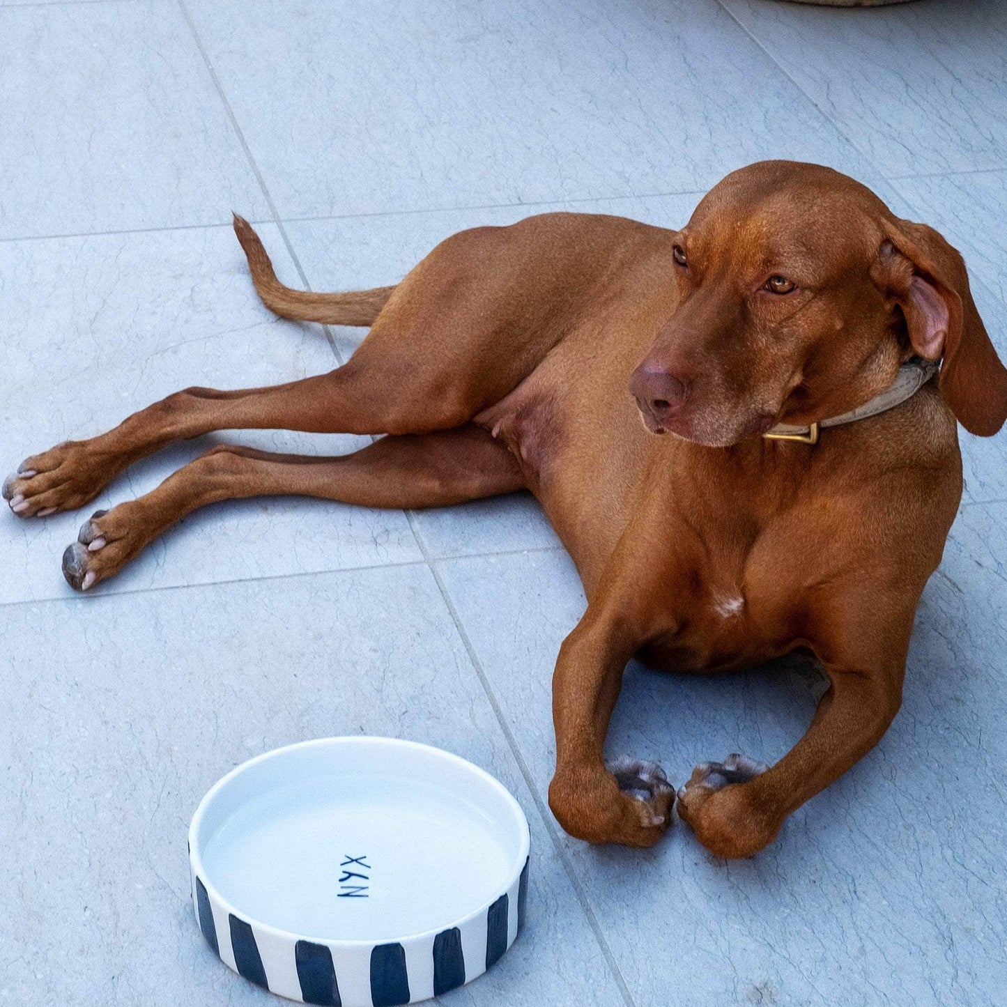 Black and White Striped Pet Bowl